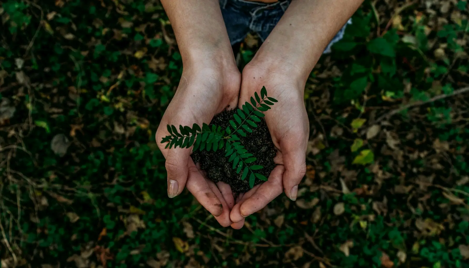 Dense forest canopy seen from above
